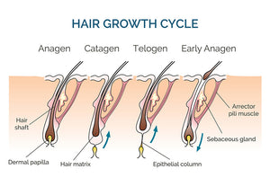 Hair Restoration (Keralase)
